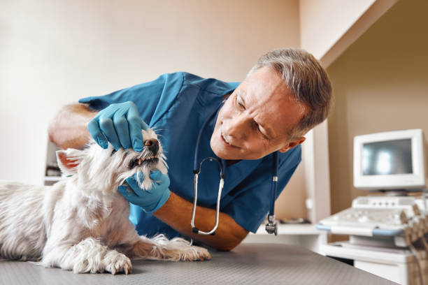 Best Emergency Tooth Extraction in Alamo, NV